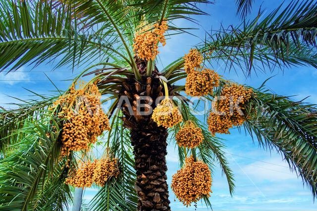 Date fruit bunches hanging on a tree in the UAE