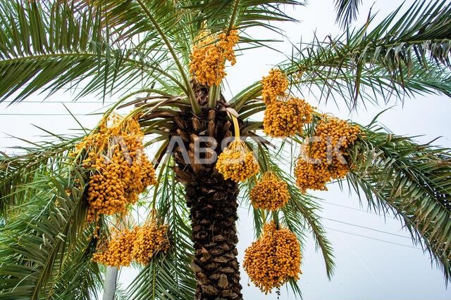 عناقيد ثمار التمر الأصفر على شجرة في الإمارات العربية المتحدة