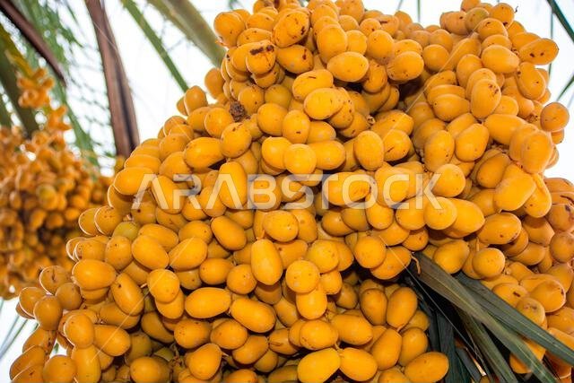 صورة مقرّبة لثمار التمر الصفراء في بستان صحراوي