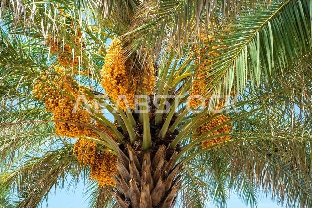 Bunches of date fruits hanging on a date palm tree in the Dubai