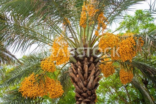 Date fruits bunches on a tree in the Dubai