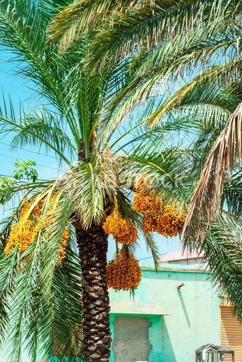 Bunch of date fruits on a tree