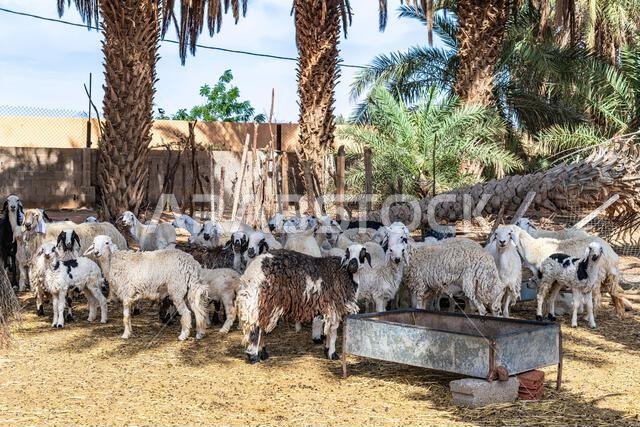 Sheep herd - various views -  Muzahmiyah