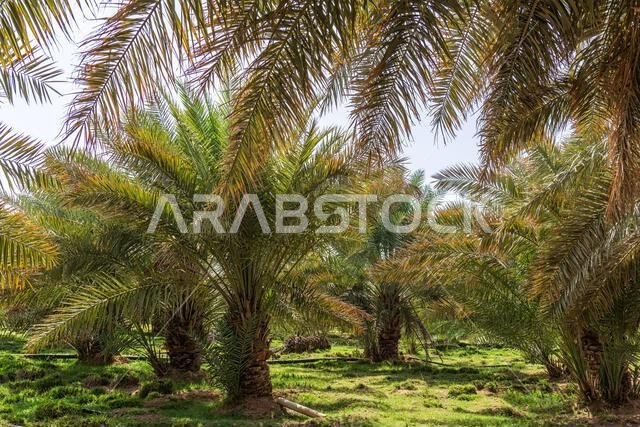 Date Palm Trees - views