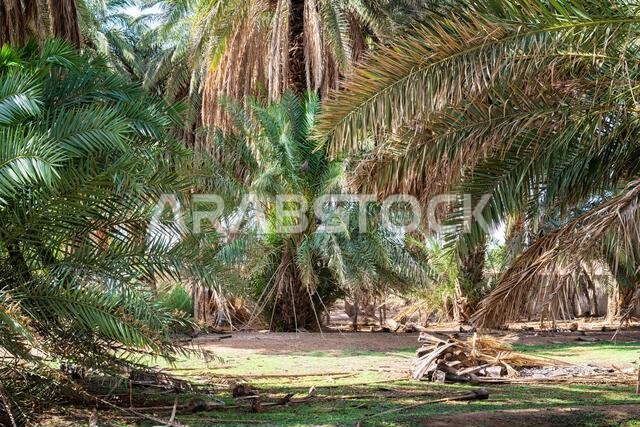 Date Palm Trees - views
