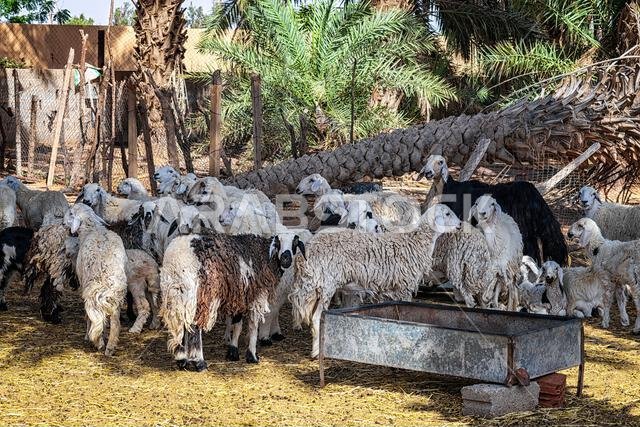 Sheep herd - various views -  Muzahmiyah
