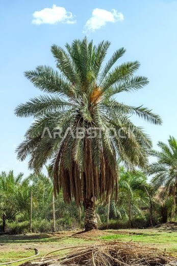 أشجار النخيل - مناظر