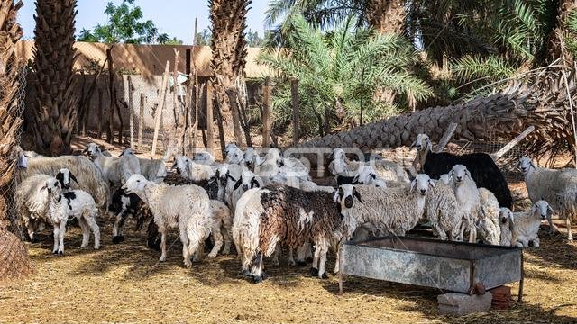 قطيع أغنام - مناظر متنوعة - المزهمية