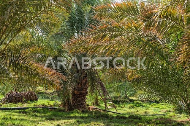 Date Palm Trees - views