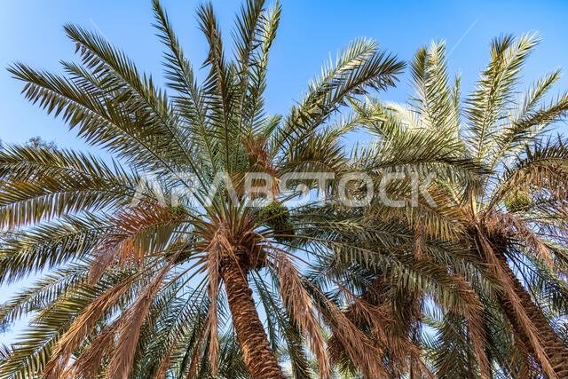 نخلة مثمرة - مناظر