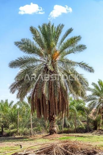 أشجار النخيل - مناظر