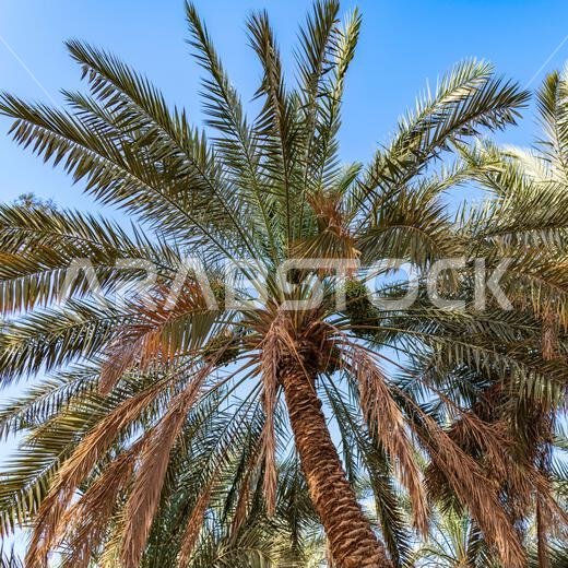 نخلة مثمرة - مناظر