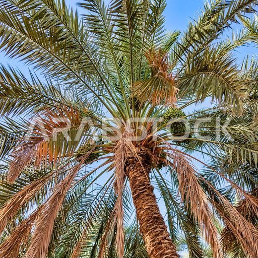 Palm Tree with date fruit - views