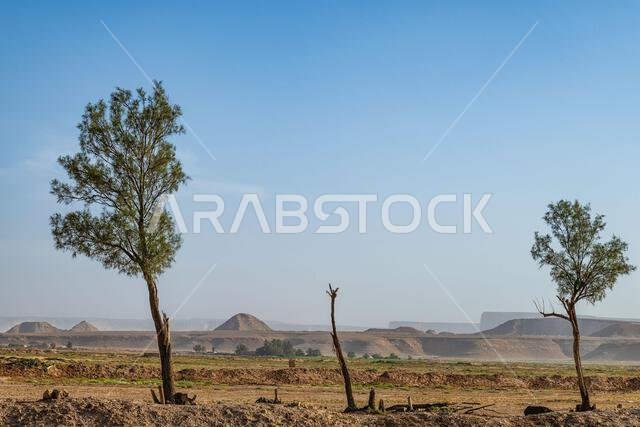 Desert Trees - morning views