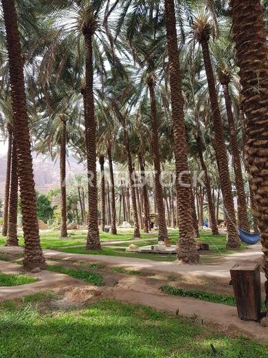 A vertical photograph of the stunning oasis Al Ula in Saudi Arabia, featuring lush palm trees