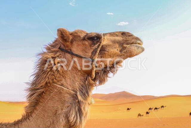 a close-up and detailed camel head and nick in a desert view