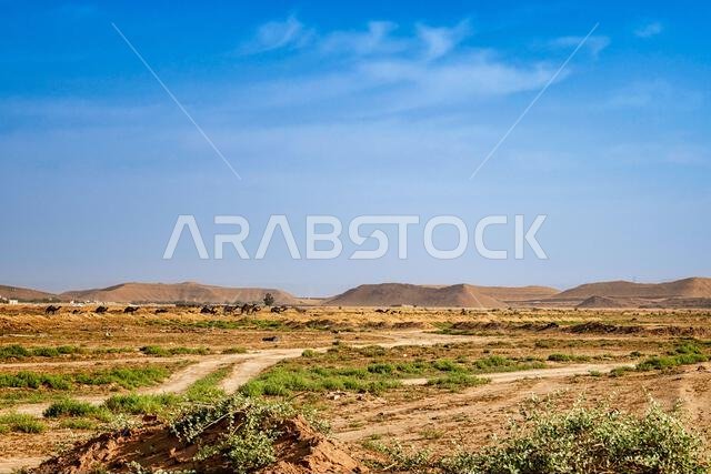 منظر طبيعي مع جمال