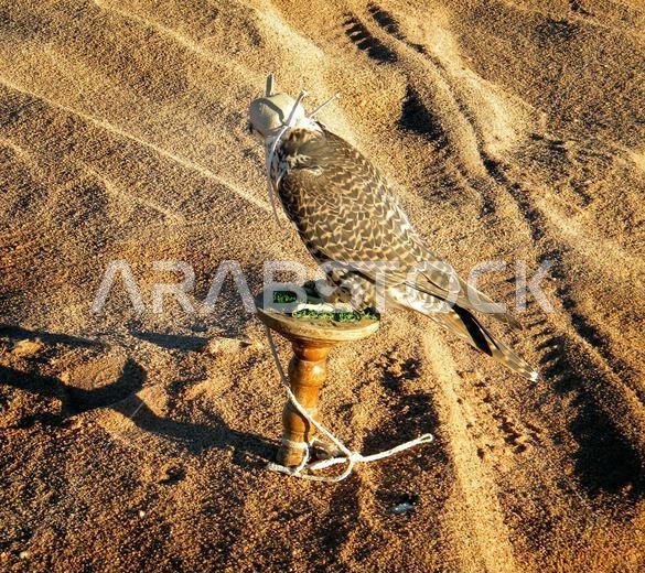صقر. صحراء عربية. المملكة العربية السعودية