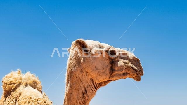 Camels in Muzahmiyah