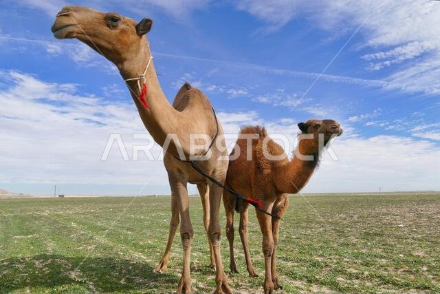 A camel and baby camel on the field against a blue sky in Saudi Arabia