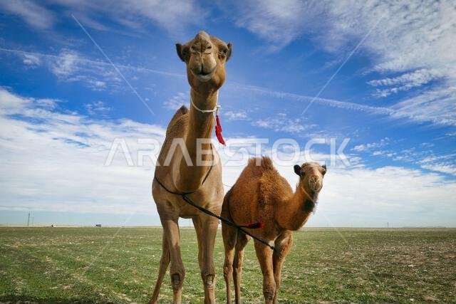 جمل وجمل صغير في حقل تحت سماء زرقاء في المملكة العربية السعودية
