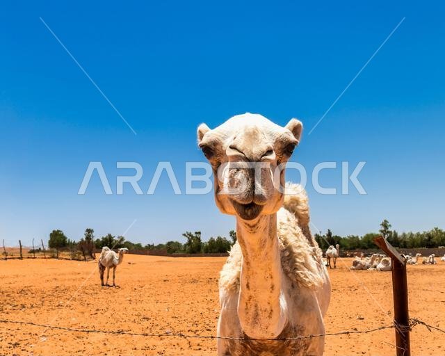 Camel Portrait - views