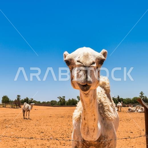Camel Portrait - views