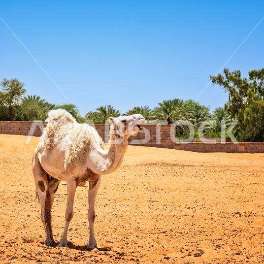 Camels in Muzahmiyah