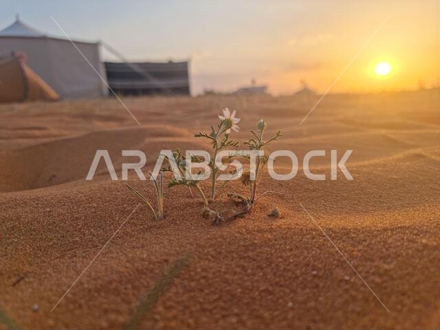 A closeup of a single white flower in the sandy desert with a blurry background