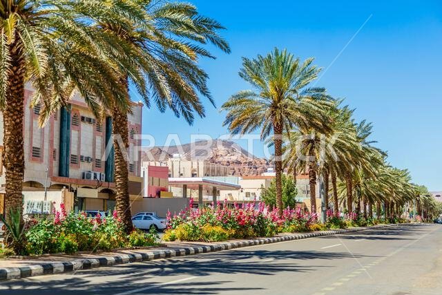 Modern street with row of palm trees, Al Ula town, Saudi Arabia