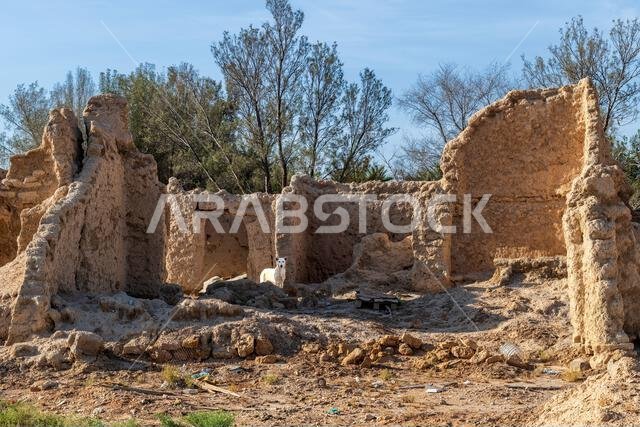 Dog among Ruins