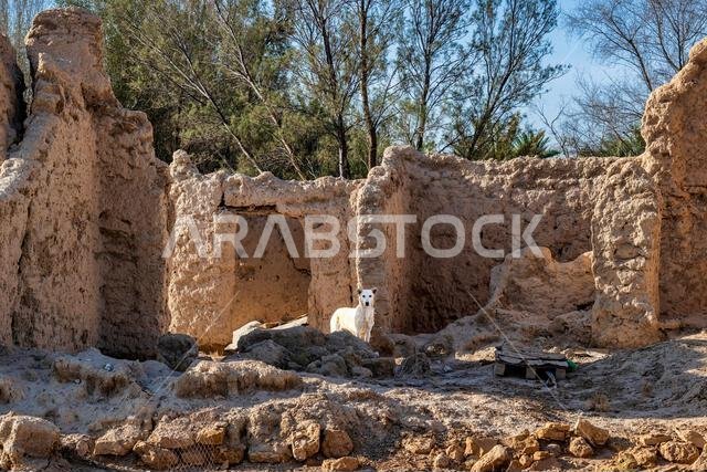 Dog among Ruins