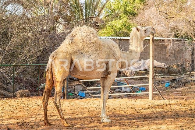 Camels in Muzahmiyah