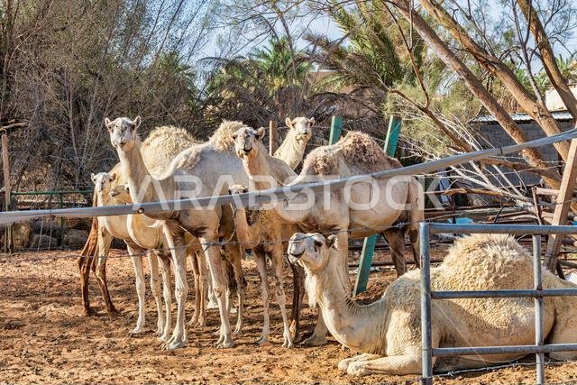 جمال في مجموعة - متنوعة