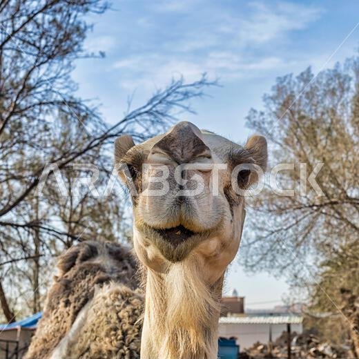 Camel Face - close-ups Camel Face - close-ups