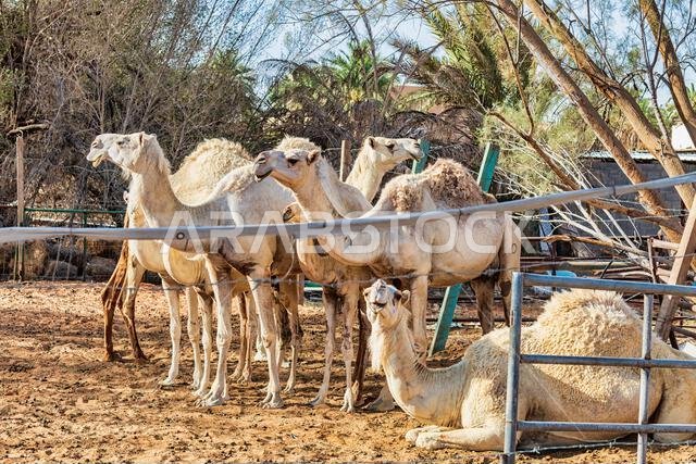 جمال في مجموعة - متنوعة