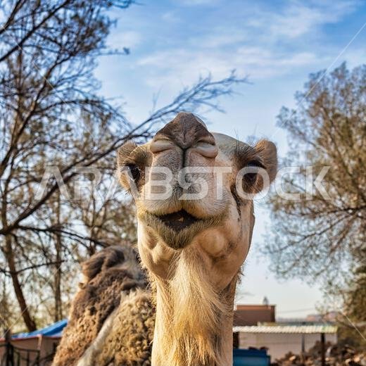 Camel Face - close-ups Camel Face - close-ups