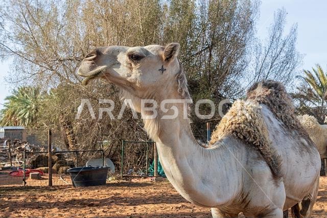 Camel with Brand