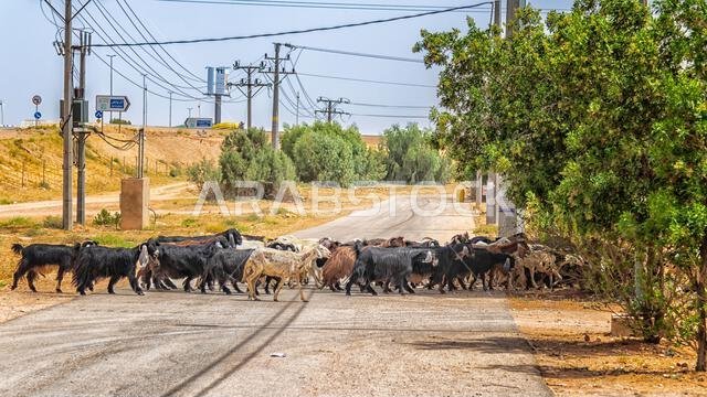 اتبع القائد - الأغنام تعبر الطريق