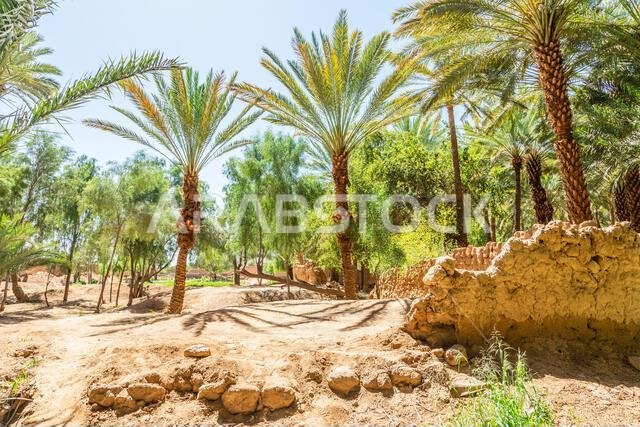 شارع البلدة القديمة المدمر في العلا، والذي تصطف على جانبيه أشجار النخيل، المملكة العربية السعودية