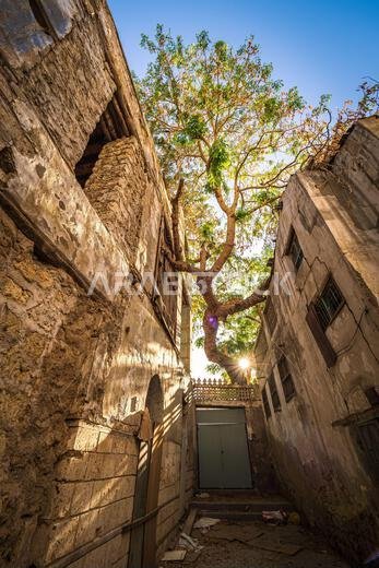 Scenic and idyllic view of a tree in the courtyard of a traditional residential townhouse in the historic district Al-Balad, Jeddah, KSA, Saudi Arabia