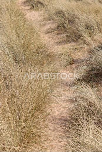 Sand dunes