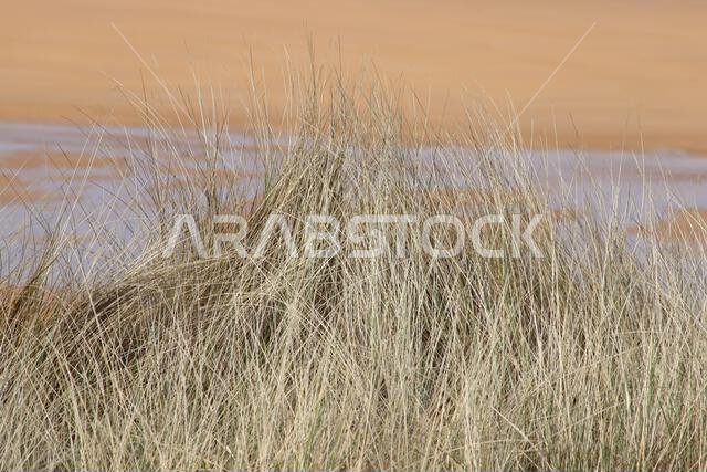 Sand dunes