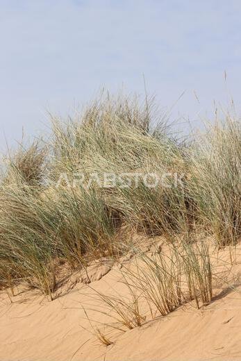 Sand dunes