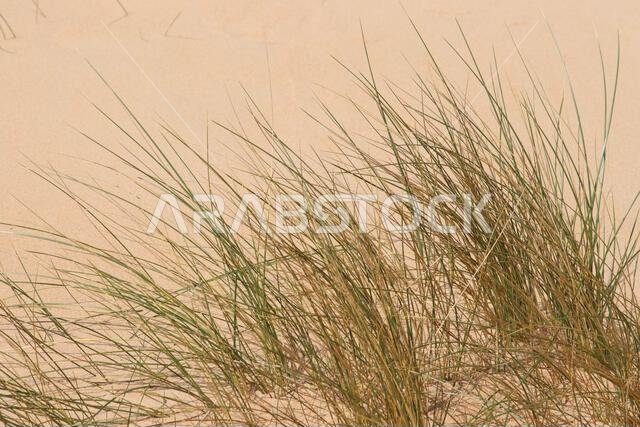 Sand dunes