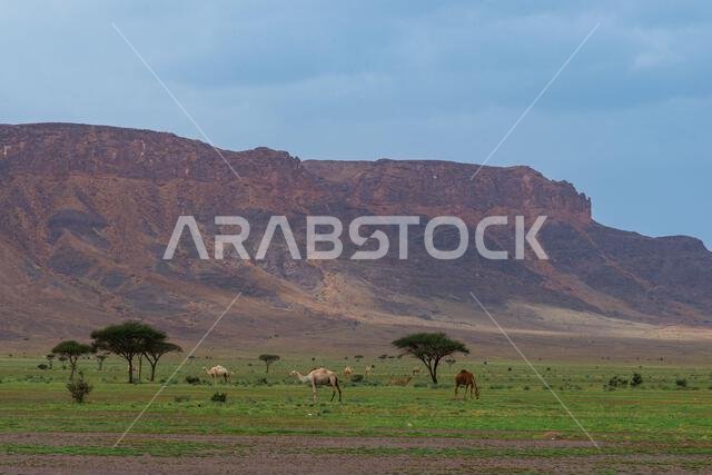 the green desert of Saudi Arabia