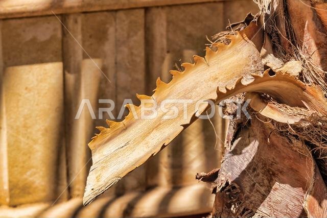 Palm Tree - bark teeth