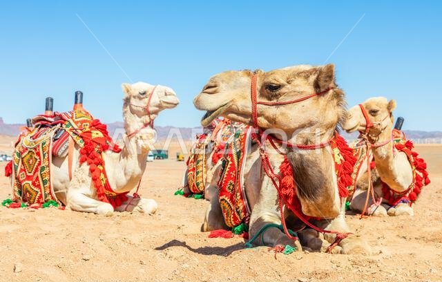Harnessed riding camels resting in the desrt, Al Ula, Saudi Arabia Harnessed riding camels resting in the desrt, Al Ula, Saudi Arabia