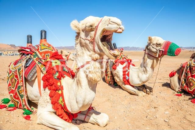 Yawning рarnessed riding camel resting in the desrt, Al Ula, Saudi Arabia
