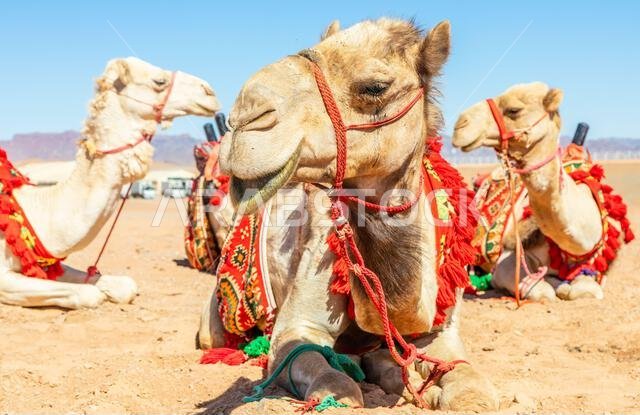 Harnessed riding camels resting in the desrt, Al Ula, Saudi Arabia